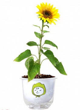 Изображения Растение с логотипом 9